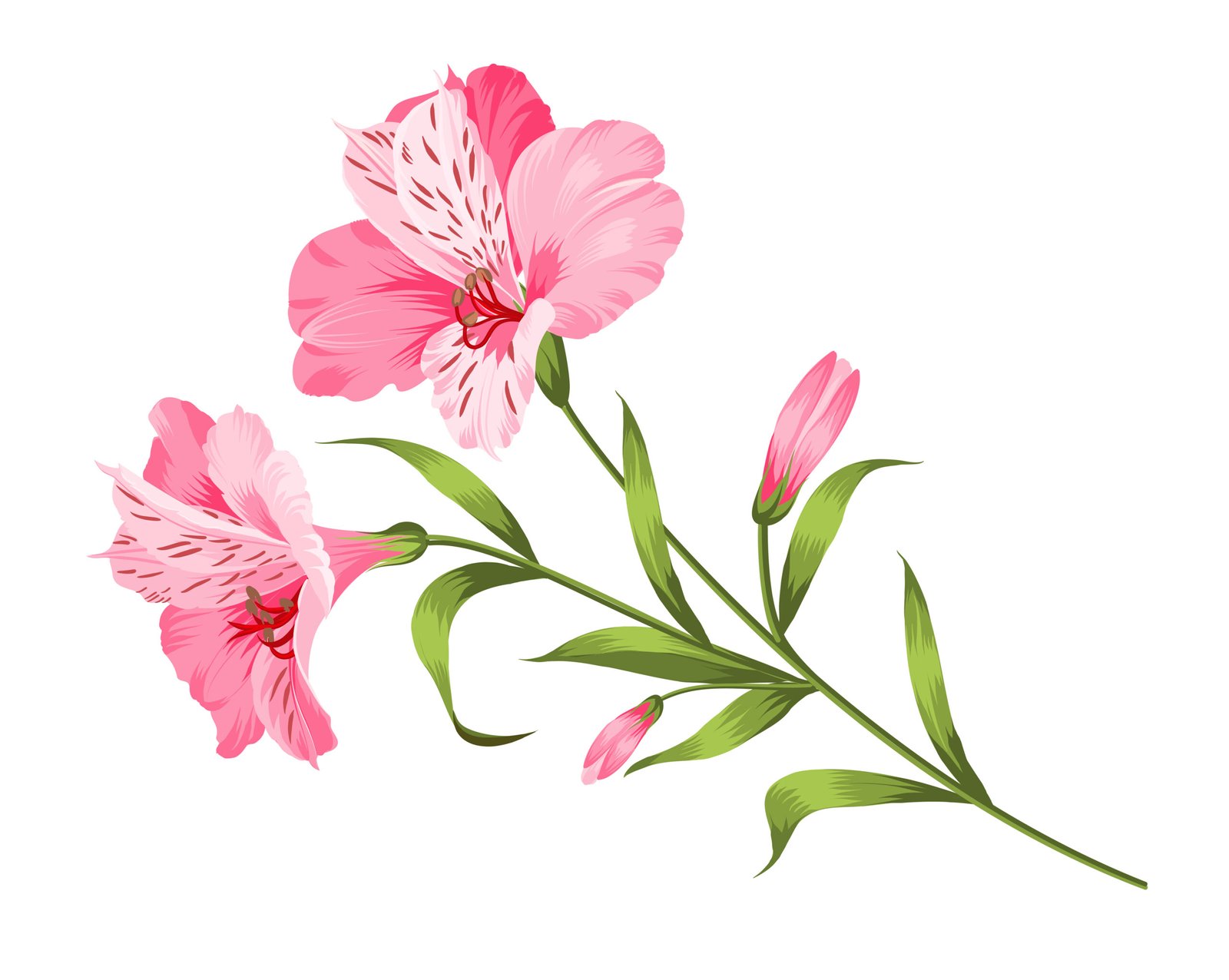Pink Snapdragon Flowers